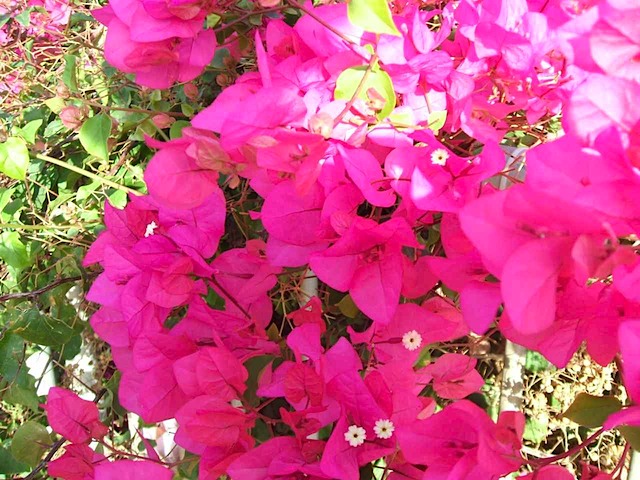 DSCF0678.JPG